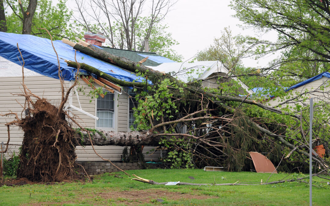 What to Do When a Tree Falls on Your Roof: Tree Damage Repair